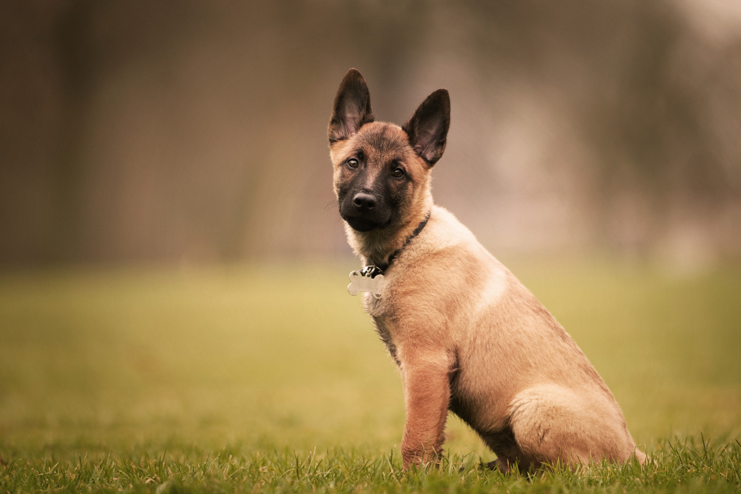 chien malinois