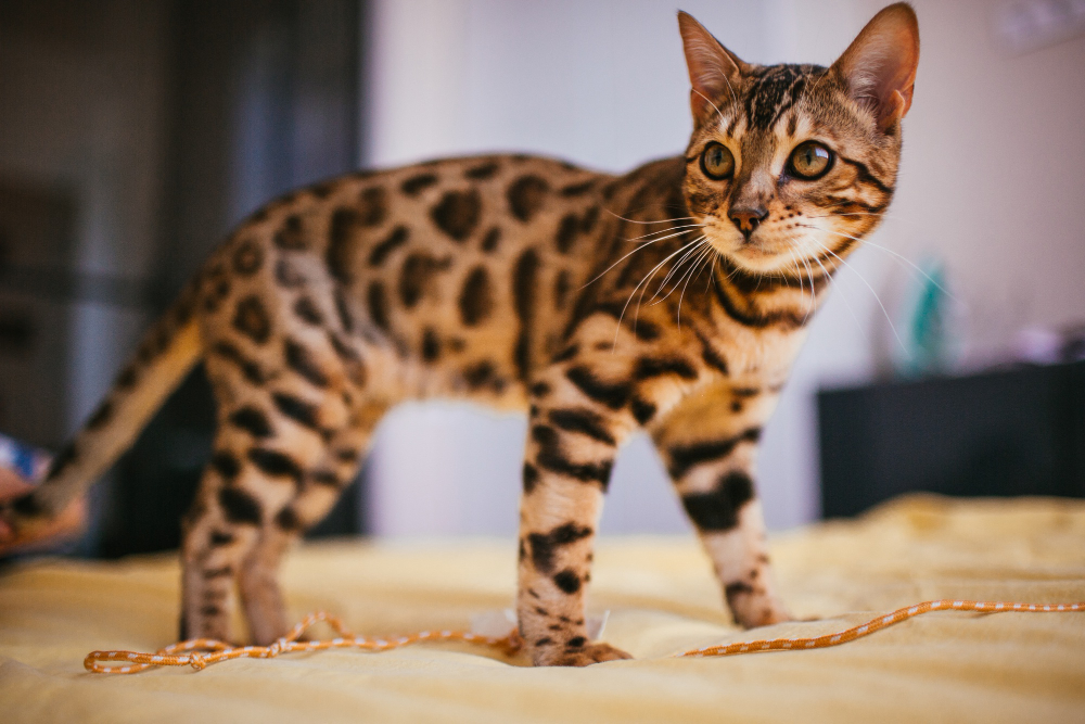 chat bengal