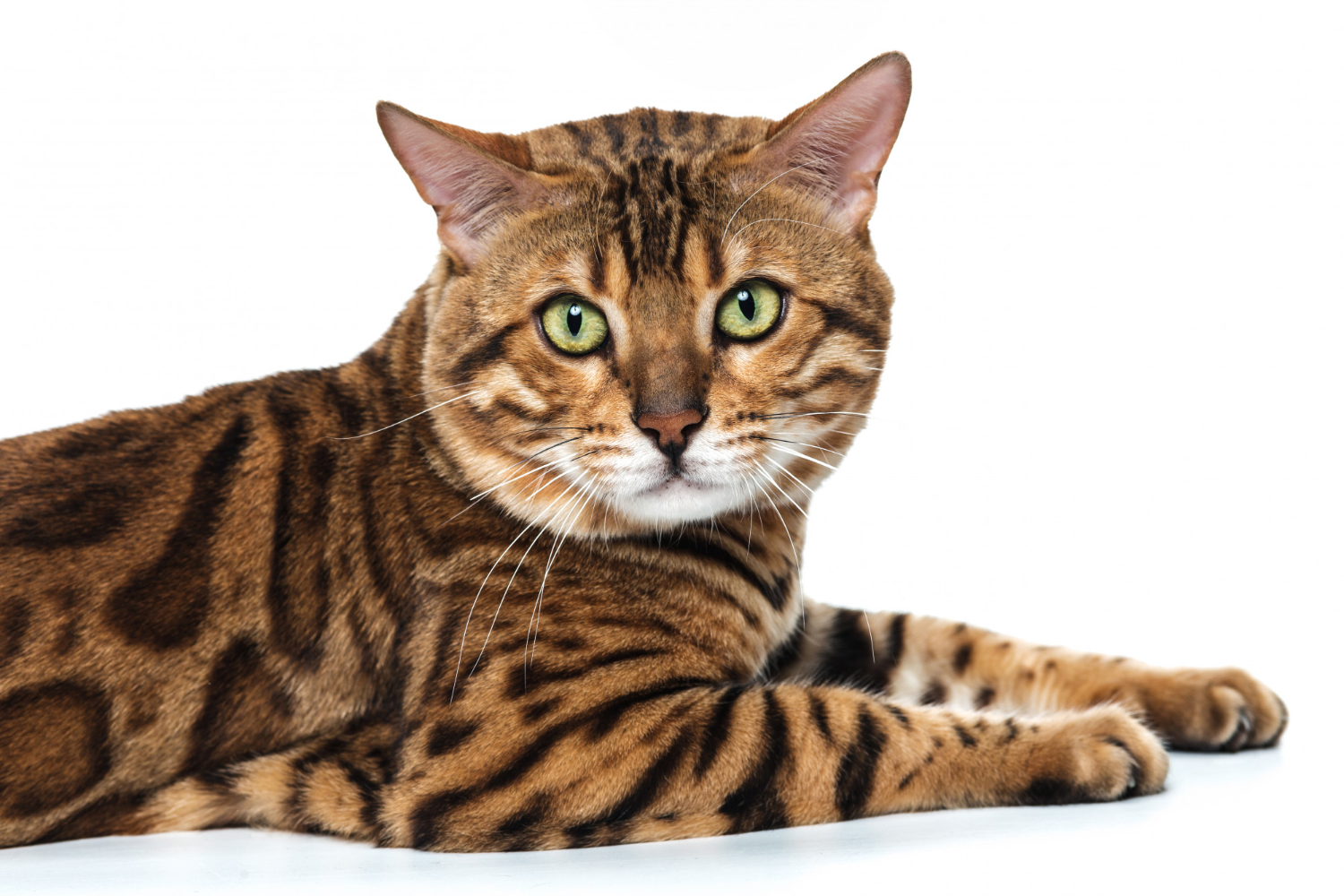 chat bengal