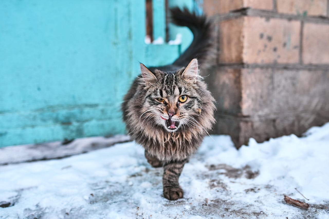 chat sibérien