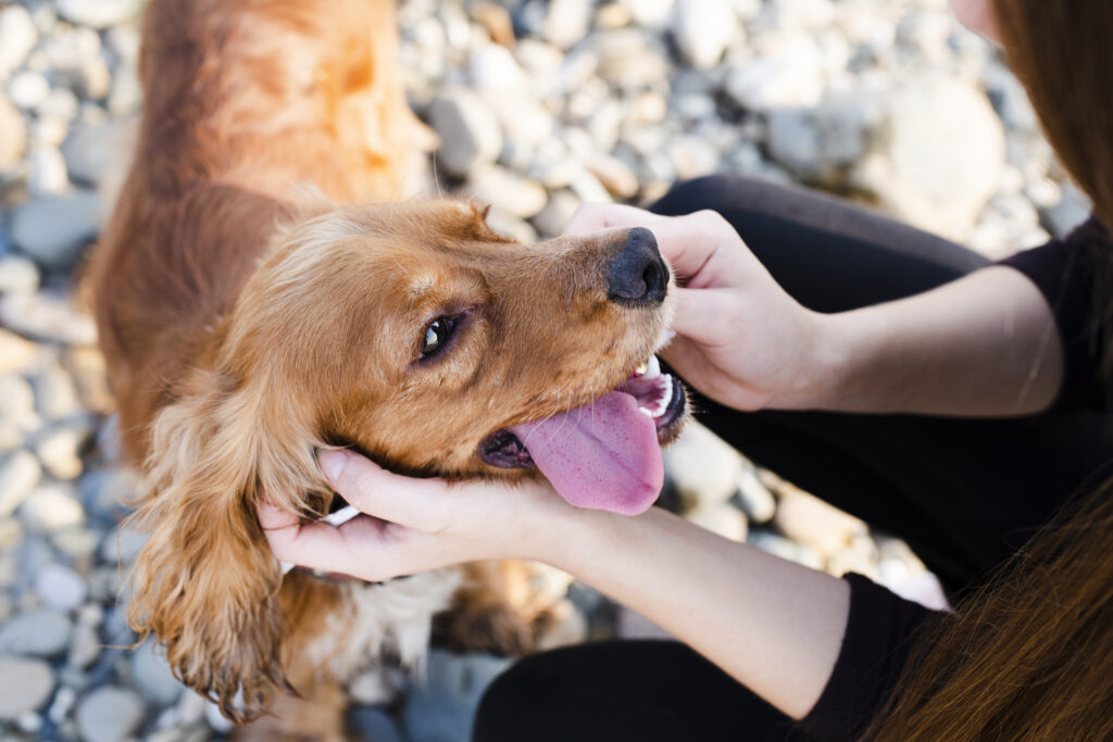 pourquoi mon chien me lèche