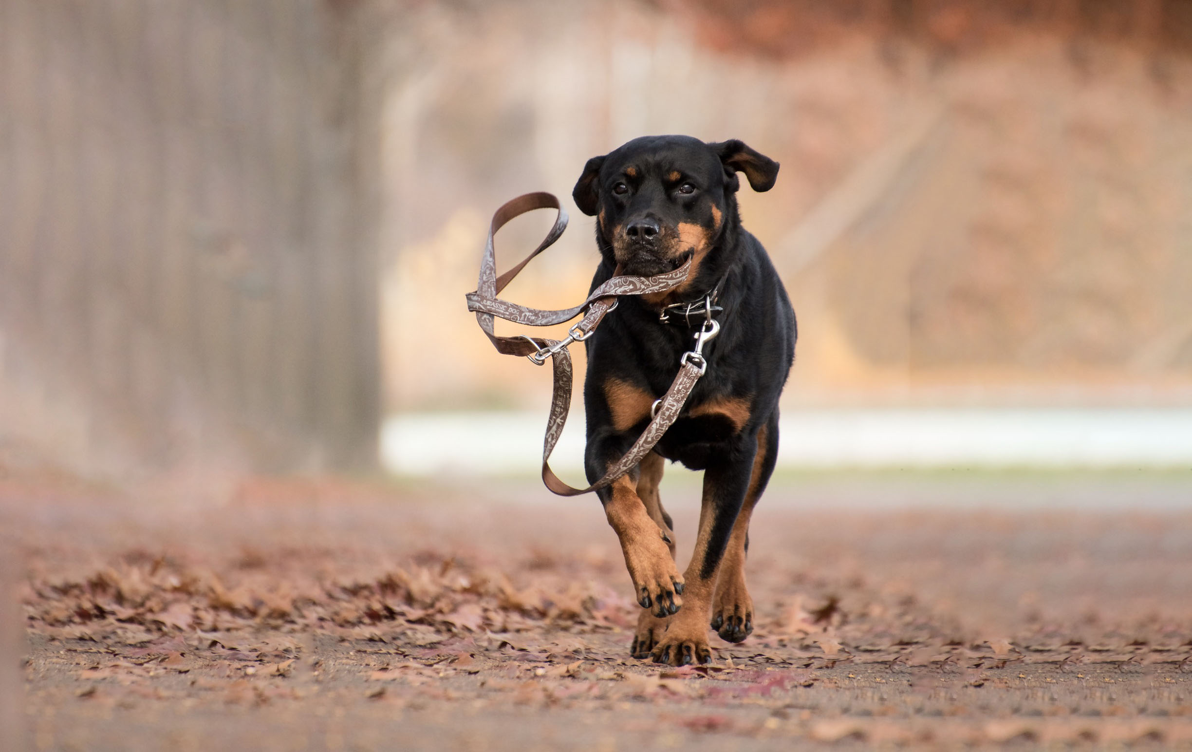 chien avec laisse